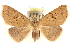  (Cycloprosopus - CCDB-23288-G04)  @15 [ ] CreativeCommons - Attribution (2015) CBG Photography Group Centre for Biodiversity Genomics
