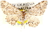  (Horisme xylinata - CCDB-28564-A01)  @11 [ ] CreativeCommons - Attribution (2015) CBG Photography Group Centre for Biodiversity Genomics