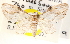  (Chloroclystis lunifera - CCDB-28564-A03)  @11 [ ] CreativeCommons - Attribution (2015) CBG Photography Group Centre for Biodiversity Genomics