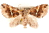  (Gonanticlea pulcherrima - CCDB-28564-A07)  @11 [ ] CreativeCommons - Attribution (2015) CBG Photography Group Centre for Biodiversity Genomics