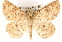  (Cleora idiocrossa - CCDB-28564-A08)  @14 [ ] CreativeCommons - Attribution (2015) CBG Photography Group Centre for Biodiversity Genomics
