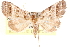  (Flammona - CCDB-28564-C02)  @14 [ ] CreativeCommons - Attribution (2015) CBG Photography Group Centre for Biodiversity Genomics