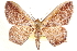  (Zythos strigata - CCDB-28564-D07)  @15 [ ] CreativeCommons - Attribution (2015) CBG Photography Group Centre for Biodiversity Genomics