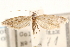  (Ceromitia lobata - CCDB-28564-F02)  @11 [ ] CreativeCommons - Attribution (2015) CBG Photography Group Centre for Biodiversity Genomics
