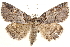  ( - CCDB-28564-F04)  @14 [ ] CreativeCommons - Attribution (2015) CBG Photography Group Centre for Biodiversity Genomics