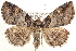  (Zale lunifera - CCDB-28564-F05)  @15 [ ] CreativeCommons - Attribution (2015) CBG Photography Group Centre for Biodiversity Genomics