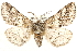  ( - CCDB-28564-F07)  @13 [ ] CreativeCommons - Attribution (2015) CBG Photography Group Centre for Biodiversity Genomics