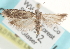  ( - CCDB-23285-H08)  @13 [ ] CreativeCommons - Attribution (2015) CBG Photography Group Centre for Biodiversity Genomics