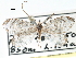  ( - CCDB-22939-B08)  @11 [ ] CreativeCommons - Attribution (2014) CBG Photography Group Centre for Biodiversity Genomics
