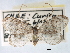  (Apoplania chilensis - CCDB-22939-B09)  @14 [ ] CreativeCommons - Attribution (2014) CBG Photography Group Centre for Biodiversity Genomics