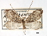  (Apoplania valdiviana - CCDB-22939-C04)  @13 [ ] CreativeCommons - Attribution (2014) CBG Photography Group Centre for Biodiversity Genomics