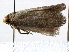  (Scyrotis - CCDB-22939-H01)  @12 [ ] CreativeCommons - Attribution (2014) CBG Photography Group Centre for Biodiversity Genomics