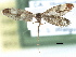  ( - CCDB-22946-A01)  @11 [ ] CreativeCommons - Attribution (2014) CBG Photography Group Centre for Biodiversity Genomics