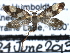  ( - CCDB-22946-A03)  @11 [ ] CreativeCommons - Attribution (2014) CBG Photography Group Centre for Biodiversity Genomics