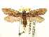  ( - CCDB-22946-C08)  @13 [ ] CreativeCommons - Attribution (2014) CBG Photography Group Centre for Biodiversity Genomics