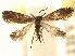  (Eriocraniella longifurcula - CCDB-22946-D11)  @14 [ ] CreativeCommons - Attribution (2014) CBG Photography Group Centre for Biodiversity Genomics