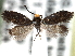  (Eriocraniella trigona - CCDB-22946-E06)  @14 [ ] CreativeCommons - Attribution (2014) CBG Photography Group Centre for Biodiversity Genomics