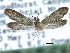  ( - CCDB-22946-E08)  @11 [ ] CreativeCommons - Attribution (2014) CBG Photography Group Centre for Biodiversity Genomics