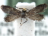  ( - CCDB-22946-F01)  @11 [ ] CreativeCommons - Attribution (2014) CBG Photography Group Centre for Biodiversity Genomics