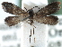  ( - CCDB-22946-F02)  @11 [ ] CreativeCommons - Attribution (2014) CBG Photography Group Centre for Biodiversity Genomics