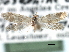  ( - CCDB-22946-F06)  @11 [ ] CreativeCommons - Attribution (2014) CBG Photography Group Centre for Biodiversity Genomics