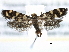  ( - CCDB-22949-A02)  @13 [ ] CreativeCommons - Attribution (2014) CBG Photography Group Centre for Biodiversity Genomics