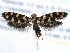  ( - CCDB-22949-A03)  @13 [ ] CreativeCommons - Attribution (2014) CBG Photography Group Centre for Biodiversity Genomics