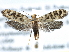  ( - CCDB-22949-A04)  @13 [ ] CreativeCommons - Attribution (2014) CBG Photography Group Centre for Biodiversity Genomics