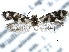  ( - CCDB-22949-A06)  @13 [ ] CreativeCommons - Attribution (2014) CBG Photography Group Centre for Biodiversity Genomics