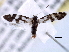  ( - CCDB-22949-A08)  @13 [ ] CreativeCommons - Attribution (2014) CBG Photography Group Centre for Biodiversity Genomics