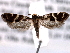  ( - CCDB-22949-B01)  @13 [ ] CreativeCommons - Attribution (2014) CBG Photography Group Centre for Biodiversity Genomics