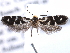  ( - CCDB-22949-B03)  @12 [ ] CreativeCommons - Attribution (2014) CBG Photography Group Centre for Biodiversity Genomics