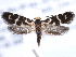  ( - CCDB-22949-B04)  @13 [ ] CreativeCommons - Attribution (2014) CBG Photography Group Centre for Biodiversity Genomics