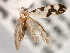  ( - CCDB-22949-C01)  @12 [ ] CreativeCommons - Attribution (2014) CBG Photography Group Centre for Biodiversity Genomics