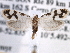  ( - CCDB-22949-C02)  @13 [ ] CreativeCommons - Attribution (2014) CBG Photography Group Centre for Biodiversity Genomics