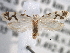  ( - CCDB-22949-C04)  @12 [ ] CreativeCommons - Attribution (2014) CBG Photography Group Centre for Biodiversity Genomics