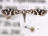  ( - CCDB-22949-D01)  @13 [ ] CreativeCommons - Attribution (2014) CBG Photography Group Centre for Biodiversity Genomics