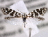  ( - CCDB-22949-D02)  @13 [ ] CreativeCommons - Attribution (2014) CBG Photography Group Centre for Biodiversity Genomics