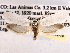  ( - CCDB-22949-D12)  @13 [ ] CreativeCommons - Attribution (2014) CBG Photography Group Centre for Biodiversity Genomics