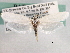  (Tegeticula carnerosanella - CCDB-22949-E11)  @13 [ ] CreativeCommons - Attribution (2014) CBG Photography Group Centre for Biodiversity Genomics