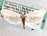  ( - CCDB-22949-E12)  @13 [ ] CreativeCommons - Attribution (2014) CBG Photography Group Centre for Biodiversity Genomics