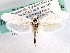  ( - CCDB-22949-F01)  @13 [ ] CreativeCommons - Attribution (2014) CBG Photography Group Centre for Biodiversity Genomics