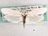 ( - CCDB-22949-F02)  @13 [ ] CreativeCommons - Attribution (2014) CBG Photography Group Centre for Biodiversity Genomics