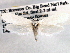  ( - CCDB-22949-F03)  @11 [ ] CreativeCommons - Attribution (2014) CBG Photography Group Centre for Biodiversity Genomics