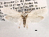  ( - CCDB-22949-F08)  @13 [ ] CreativeCommons - Attribution (2014) CBG Photography Group Centre for Biodiversity Genomics