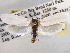  (Tegeticula mexicana - CCDB-22949-G05)  @13 [ ] CreativeCommons - Attribution (2014) CBG Photography Group Centre for Biodiversity Genomics
