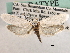  ( - CCDB-22949-G10)  @12 [ ] CreativeCommons - Attribution (2014) CBG Photography Group Centre for Biodiversity Genomics