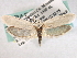  ( - CCDB-22949-G11)  @12 [ ] CreativeCommons - Attribution (2014) CBG Photography Group Centre for Biodiversity Genomics