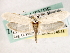  (Tegeticula mojavella - CCDB-22949-G12)  @13 [ ] CreativeCommons - Attribution (2014) CBG Photography Group Centre for Biodiversity Genomics