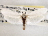  (Tegeticula rostratella - CCDB-22949-H04)  @13 [ ] CreativeCommons - Attribution (2014) CBG Photography Group Centre for Biodiversity Genomics